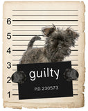 Affenpinsche Mugshot Bad Dog Fridge refrigerator Car Magnet Bumper Sticker