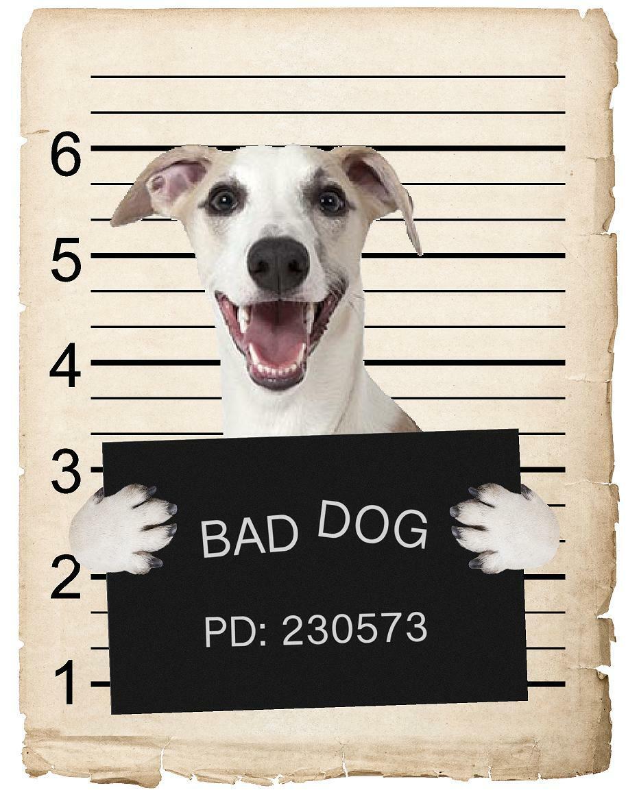 Whippet Mugshot Bad Dog Fridge refrigerator Car Magnet