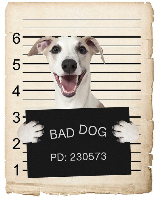 Whippet Mugshot Bad Dog Fridge refrigerator Car Magnet