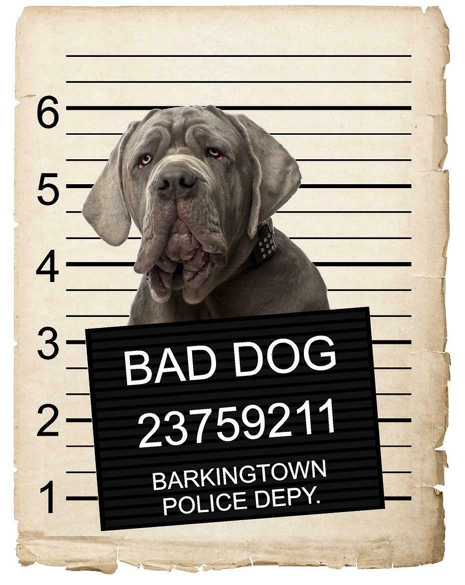 Neapolitan Mastiff Mugshot Bad Dog Fridge refrigerator Car Magnet