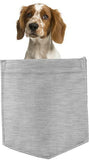 Welsh Springer Spaniel in pocket Fridge Car Magnet Bumper Sticker App size 4"x7"