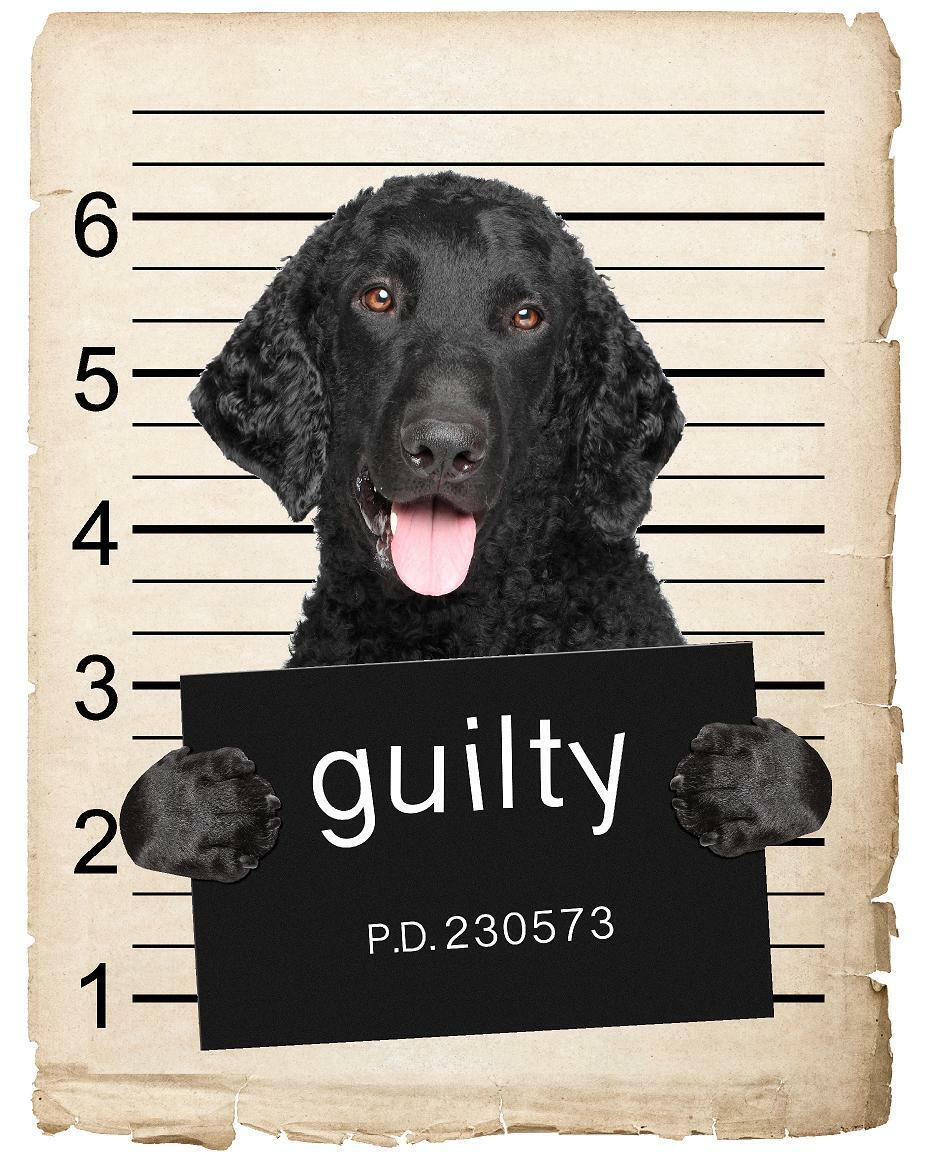 Curley coated retriever Mugshot Bad Dog Fridge refrigerator Car Magnet