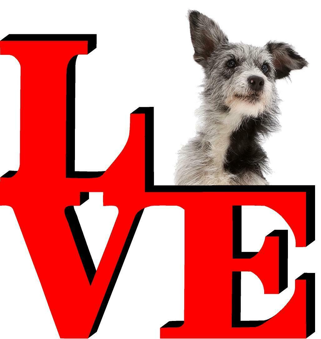 Australian Cattle Doq Love Park Cute Dog Fridge Refrigerator Car Magnet