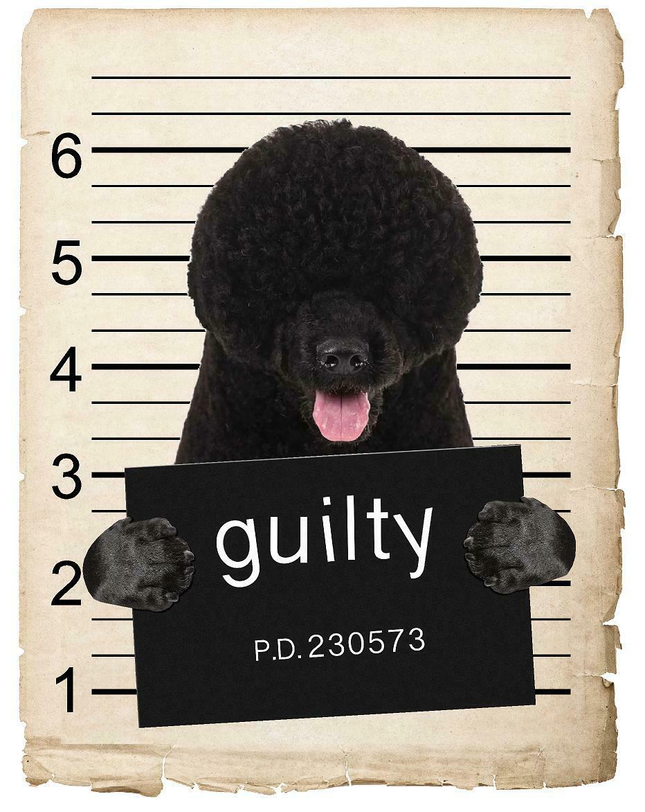 Portuguese Water Dog Mugshot Bad Dog Fridge refrigerator Car Magnet