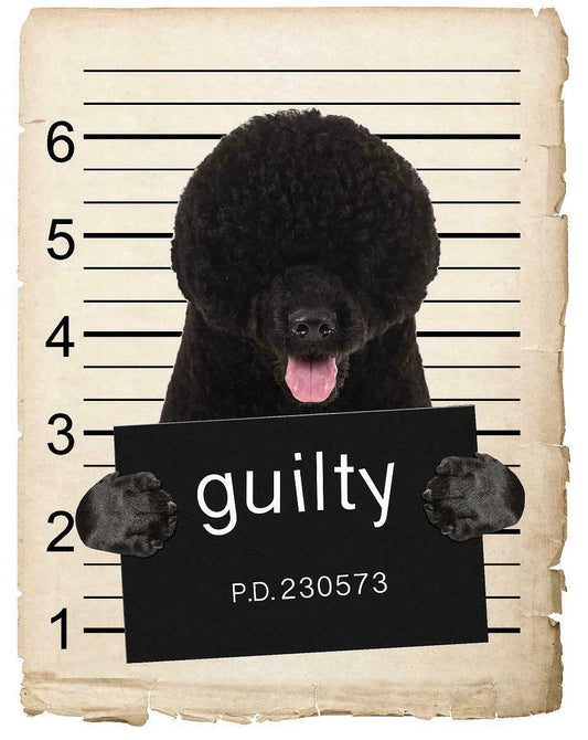 Portuguese Water Dog Mugshot Bad Dog Fridge refrigerator Car Magnet