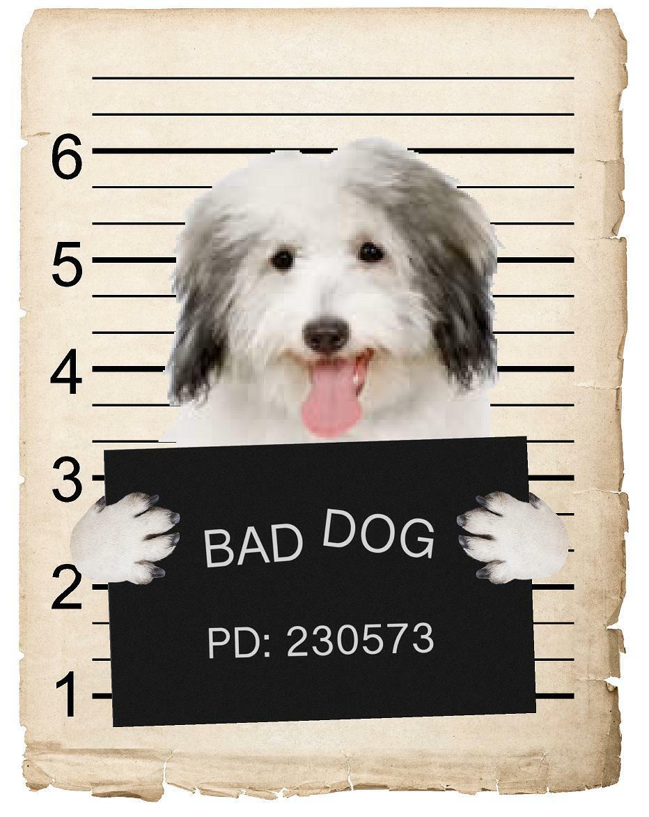 Coton De Tulear Mugshot Bad Dog Fridge refrigerator Car Magnet