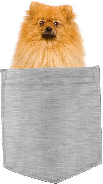 Pomeranian Dog in pocket Fridge Car Magnet Bumper Sticker App size 4"x7"
