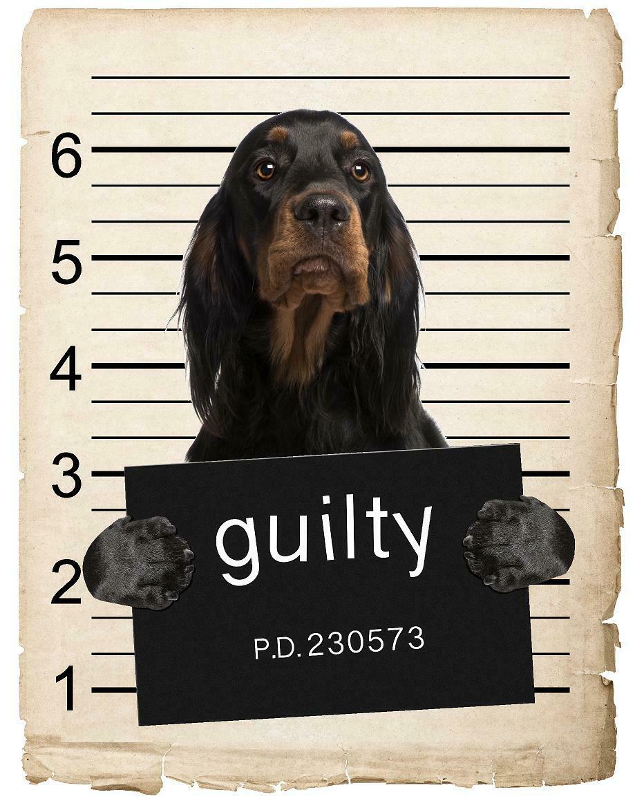 Gorden Setter Mugshot Bad Dog Fridge refrigerator Car Magnet