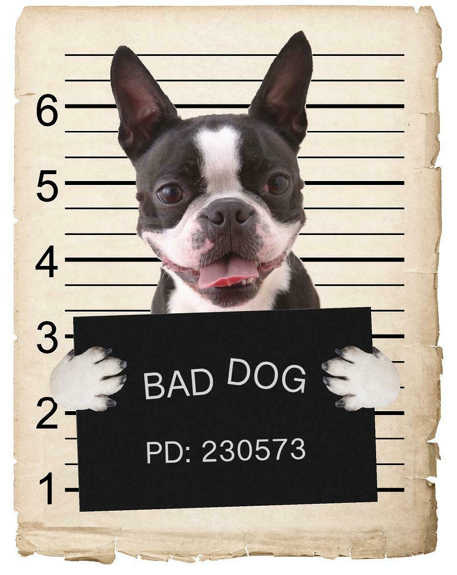 Boston Terrier Mugshot Bad Dog Fridge refrigerator Car Magnet