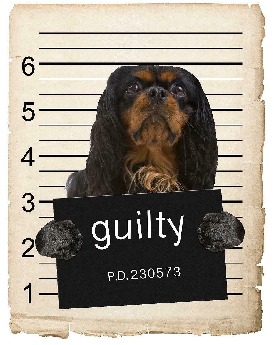 English Toy Spaniel Mugshot Bad Dog Fridge refrigerator Car Magnet