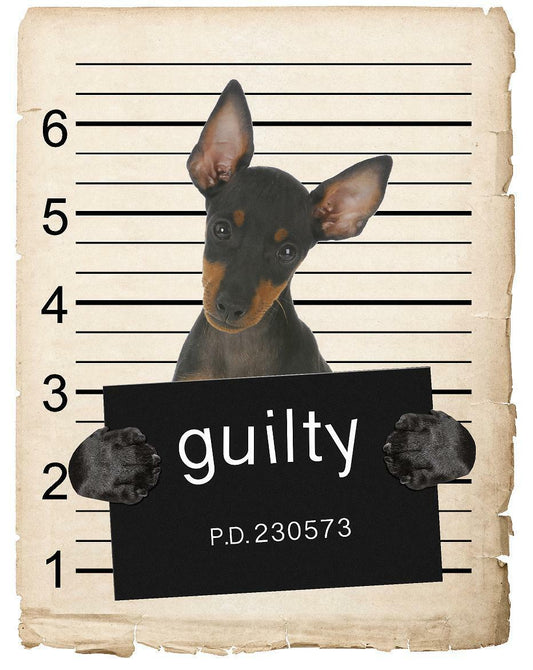 Manchester Terrier Mugshot Bad Dog Fridge refrigerator Car Magnet