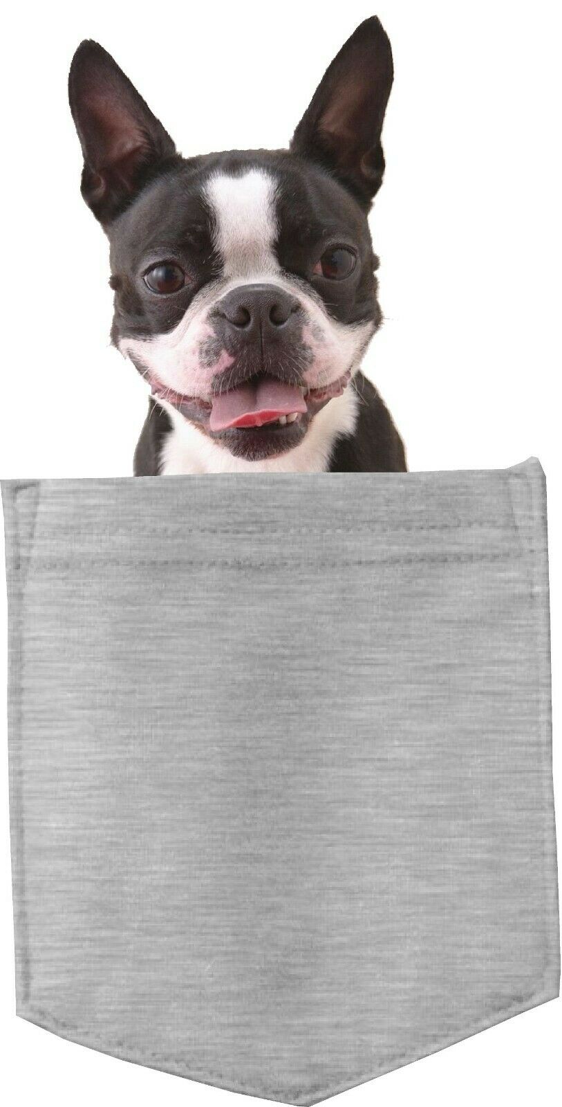 Boston Terrier Dog in pocket Fridge Car Magnet Bumper Sticker App size 4"x7"