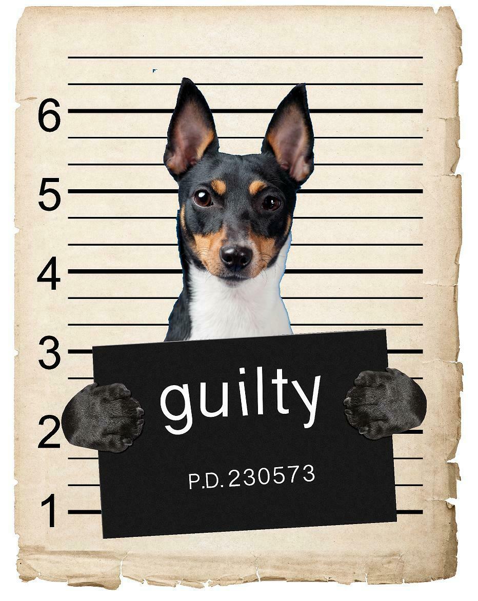 Toy Fox Terrier Mugshot Bad Dog Fridge refrigerator Car Magnet