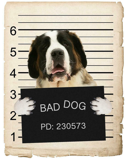 Saint Bernard Mugshot Bad Dog Fridge refrigerator Car Magnet
