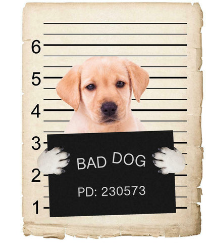 Yellow Labrador Mugshot Bad Dog Fridge refrigerator Car Magnet
