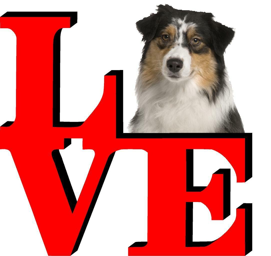Australian Shepard Love Park Cute Dog Fridge Refrigerator Car Magnet