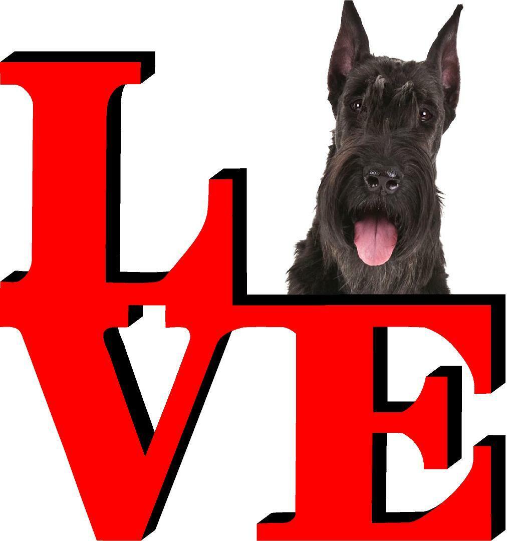 Giant Schnauzer Dog Love Park Dog Fridge Refrigerator Car Magnet