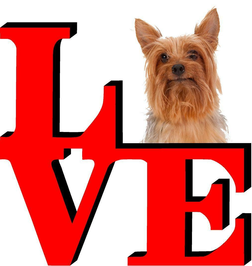 Silkey Terrier Cute Dog Fridge Refrigerator Car Magnet