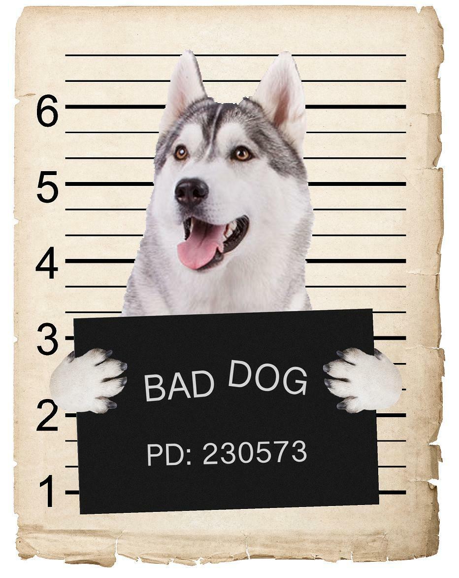 Siberian Huskey Mugshot Bad Dog Fridge refrigerator Car Magnet