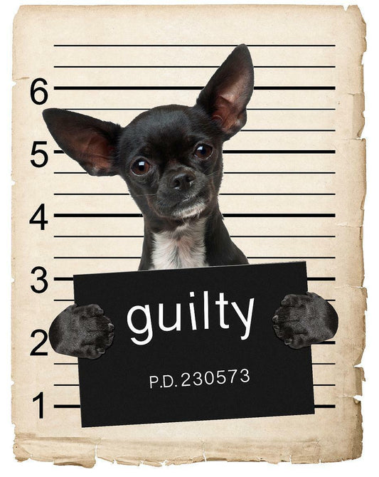 Chihuahua Mugshot Bad Dog Fridge refrigerator Car Magnet