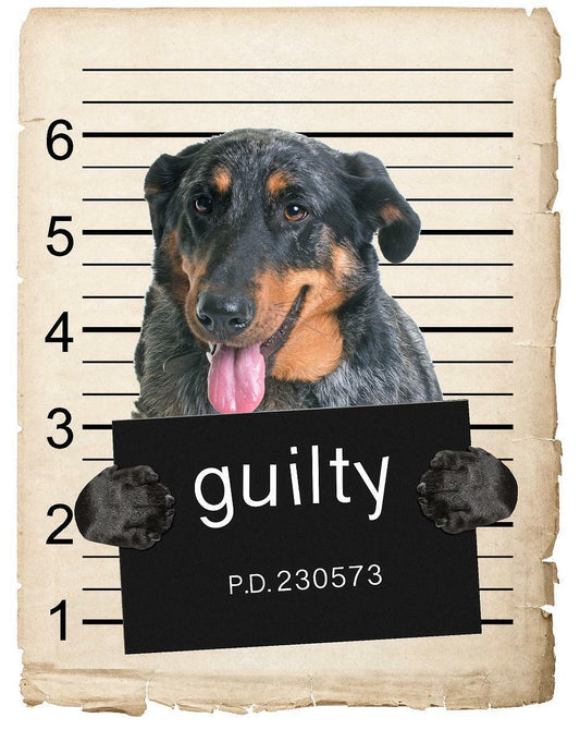 Beauceron Mugshot Bad Dog Fridge refrigerator Car Magnet Bumper Sticker
