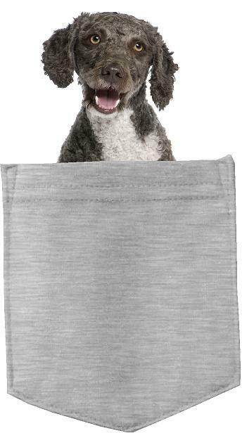 Spanish Water Spaniel in pocket Fridge Car Magnet Bumper Sticker App size 4"x7"
