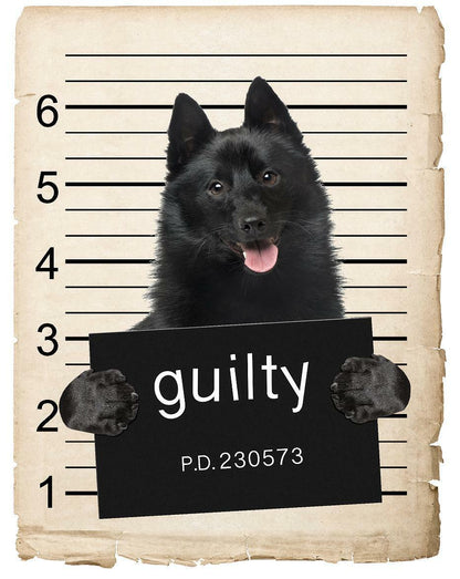 Schipperkes Mugshot Bad Dog Fridge refrigerator Car Magnet
