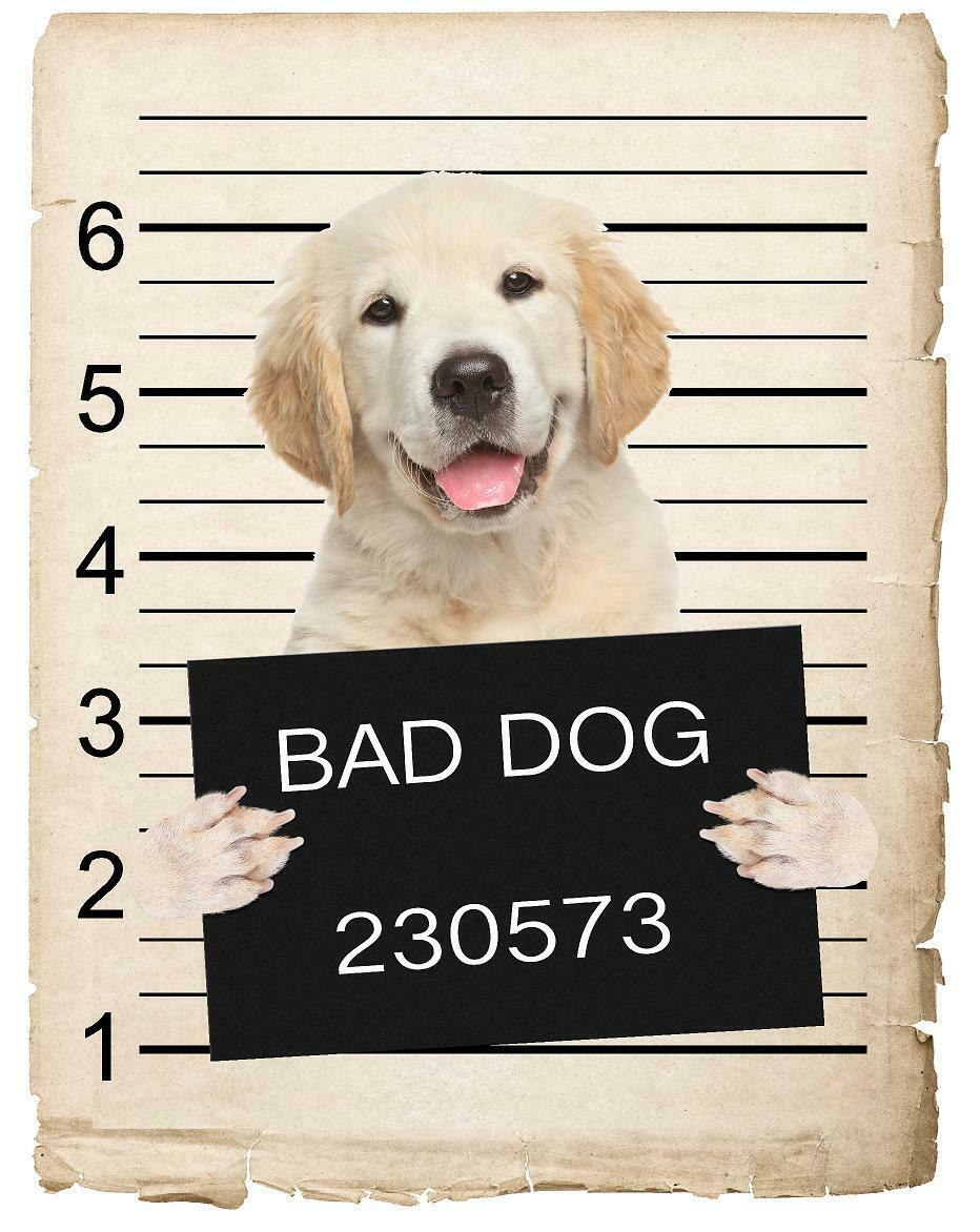 Golden Retriever Puppy Mugshot Bad Dog Fridge refrigerator Car Magnet