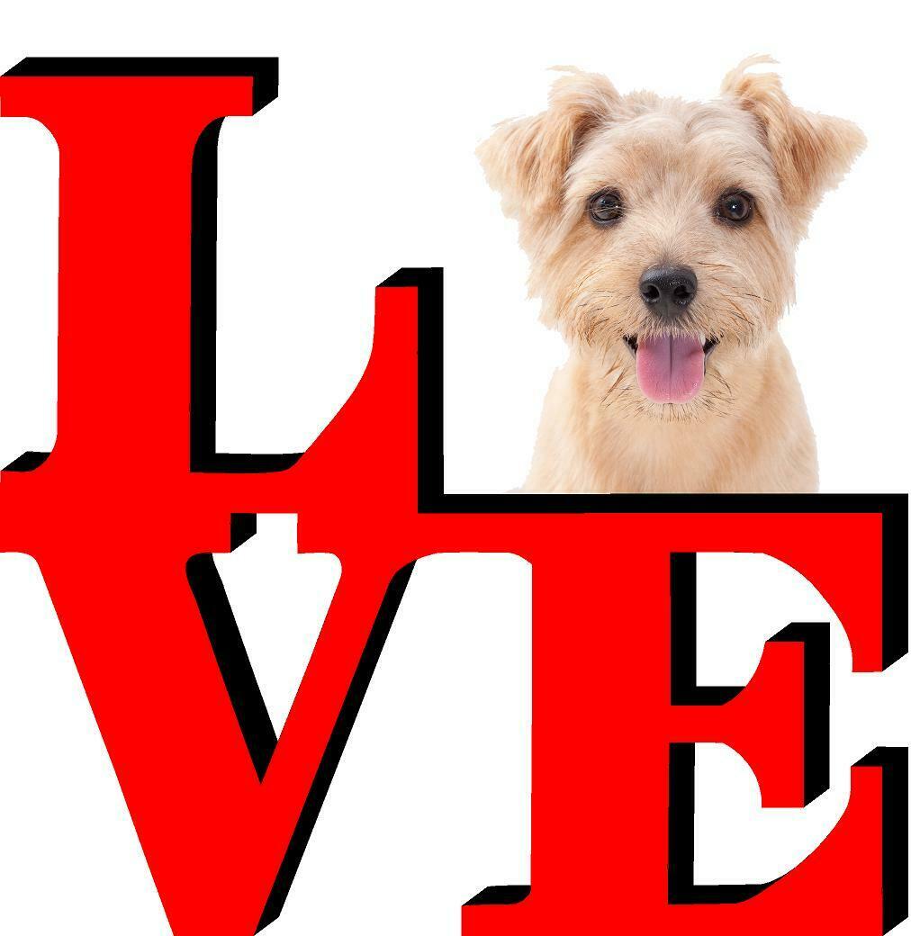 Norwich Terrier Love Park Cute Dog Fridge Refrigerator Car Magnet