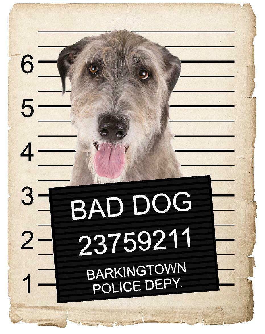 Great Pyrenees Mugshot Bad Dog Fridge refrigerator Car Magnet