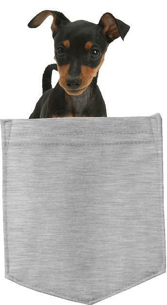 Miniature Pincher Dog in pocket Fridge Car Magnet Bumper Sticker App size 4"x7"