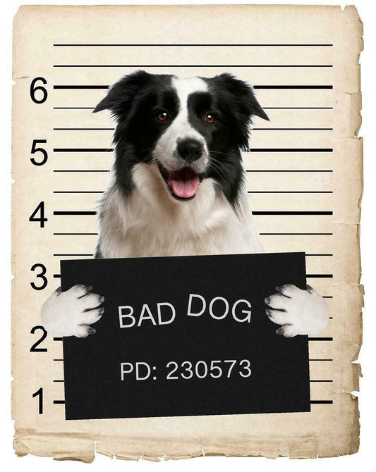 Border Collie Mugshot Bad Dog Fridge refrigerator Car Magnet