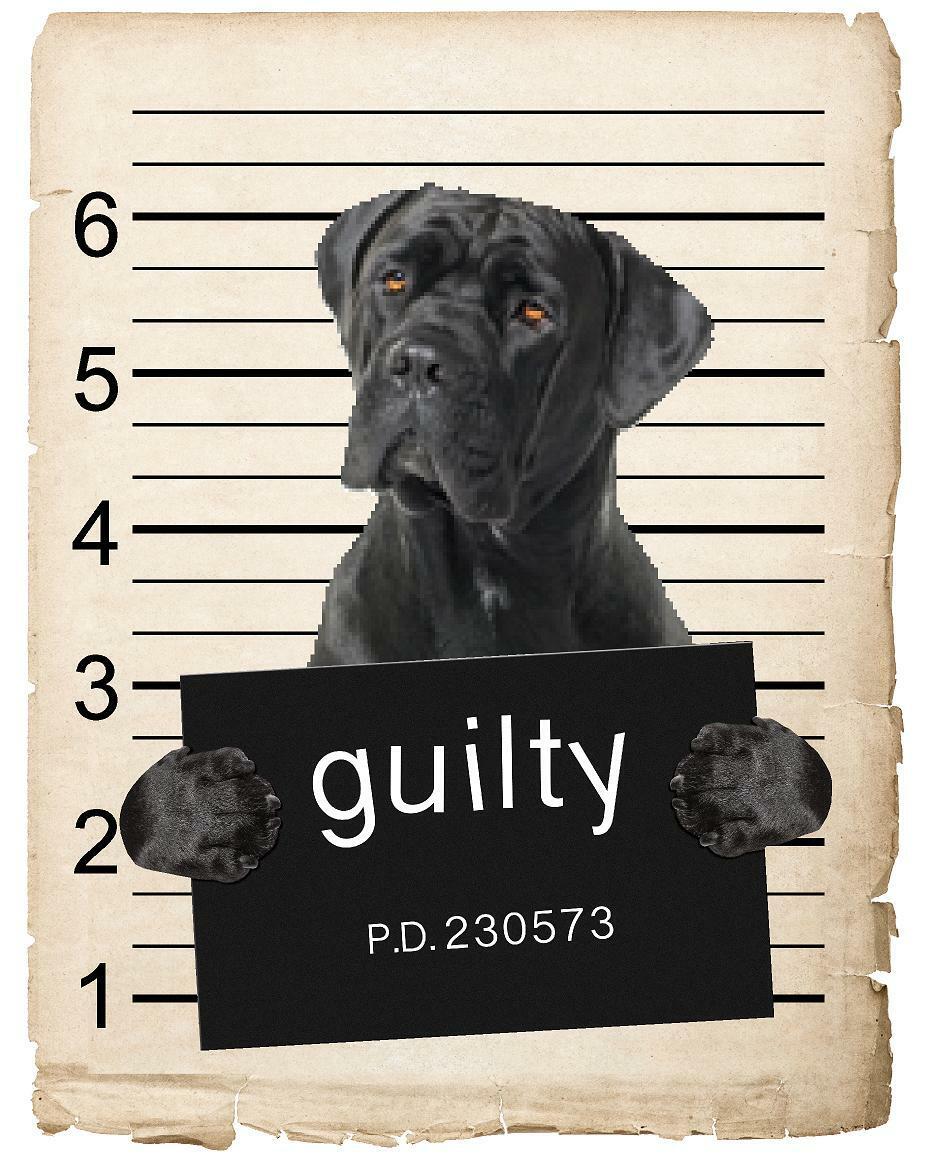 Cane Corso Mugshot Bad Dog Fridge refrigerator Car Magnet