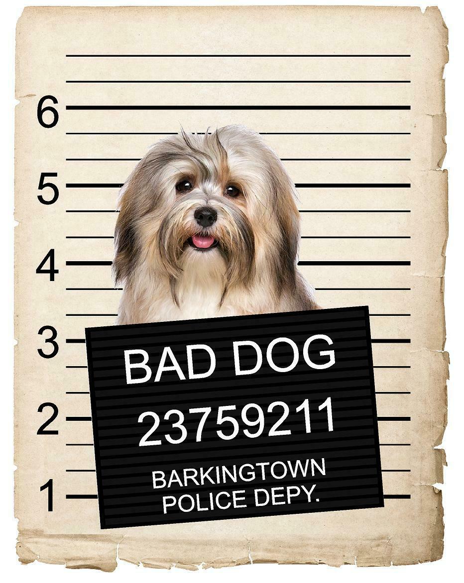 Havanese Mugshot Bad Dog Fridge refrigerator Car Magnet