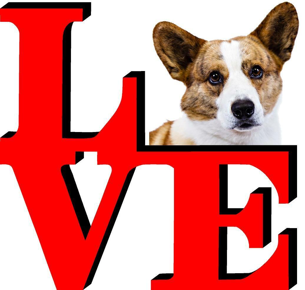 Cardigan Welsh Corgi Dog Love Park Cute Dog Fridge Refrigerator Car Magnet