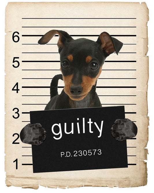 Miniature Pincher Mugshot Bad Dog Fridge refrigerator Car Magnet