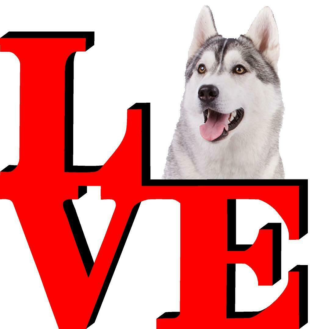 Siberian Huskey Cute Dog Fridge Refrigerator Car Magnet