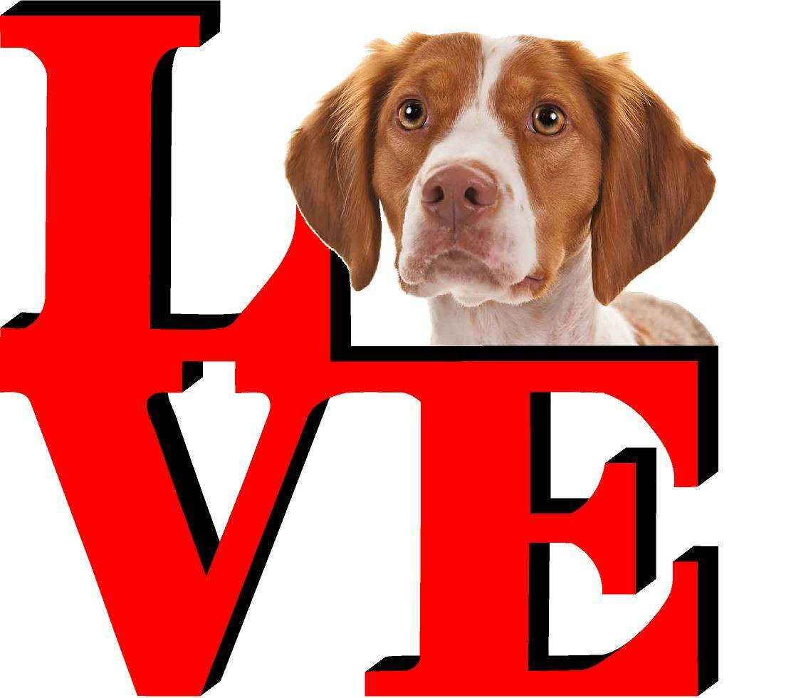 Brittany Dog Love Park Cute Dog Fridge Refrigerator Car Magnet