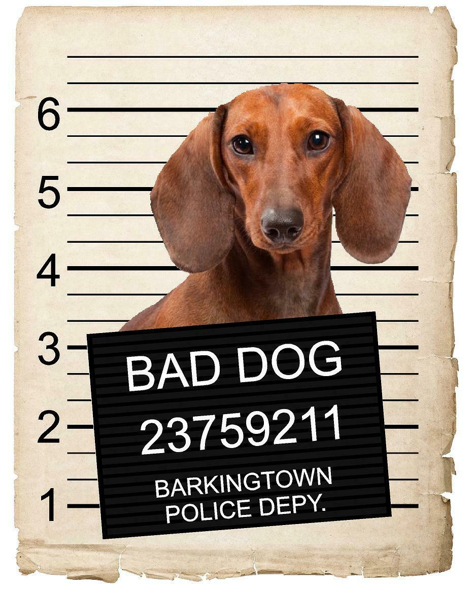 Dachshund Mugshot Bad Dog Fridge refrigerator Car Magnet