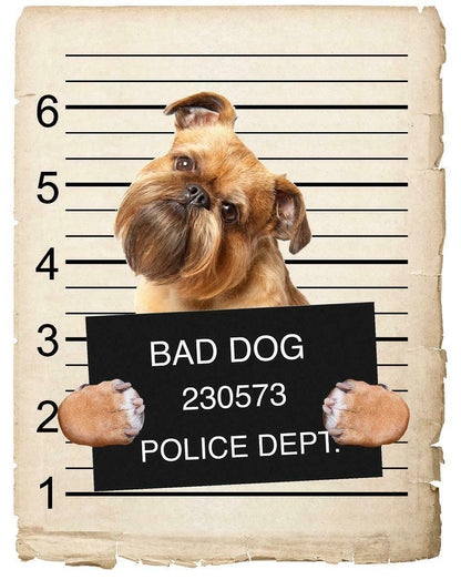 Brussels Griffon Mugshot Bad Dog Fridge refrigerator Car Magnet