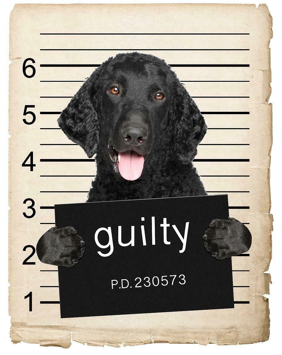 Curley coated retriever Mugshot Bad Dog Fridge refrigerator Car Magnet