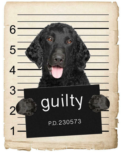 Curley coated retriever Mugshot Bad Dog Fridge refrigerator Car Magnet