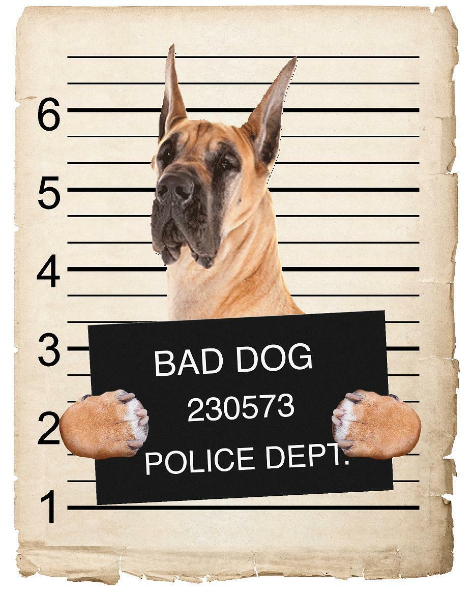 Great Dane Mugshot Bad Dog Fridge refrigerator Car Magnet