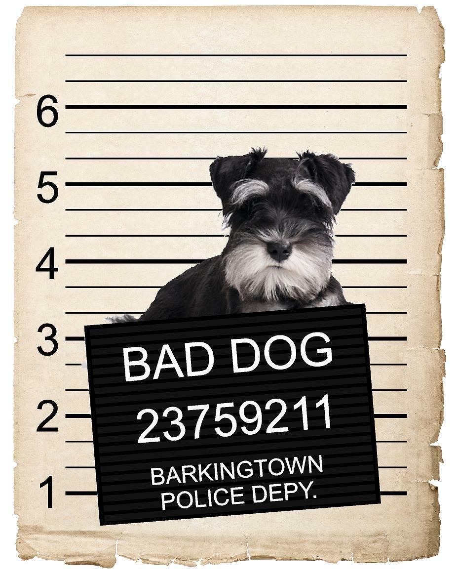 Miniature Schnauzer Mugshot Bad Dog Fridge refrigerator Car Magnet