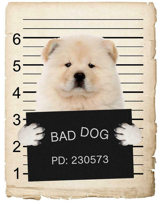 Chow Chow Mugshot Bad Dog Fridge refrigerator Car Magnet