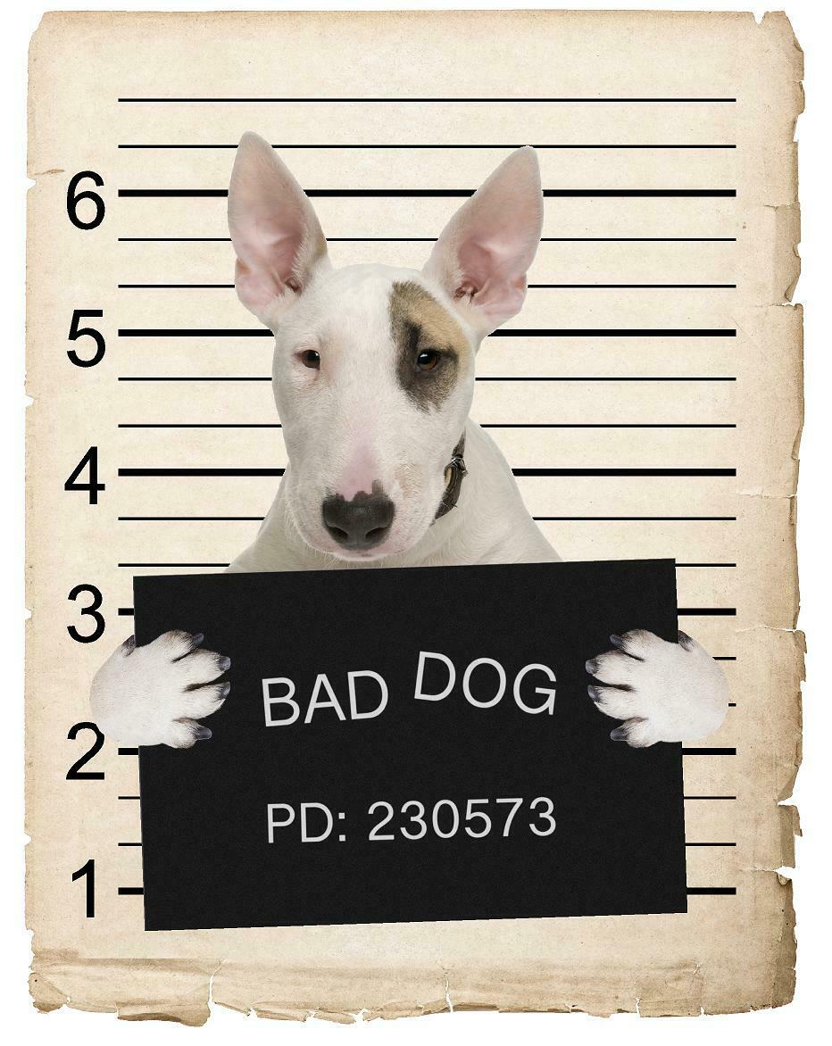 Bull Terrier Mugshot Bad Dog Fridge refrigerator Car Magnet