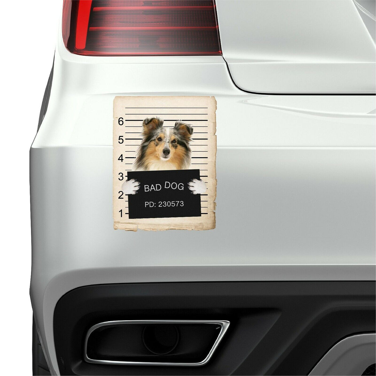 Shetland Sheepdog Mugshot Bad Dog Fridge refrigerator Car Magnet