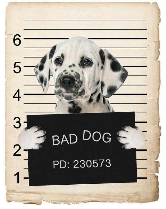 Dalmatian Mugshot Bad Dog Fridge refrigerator Car Magnet