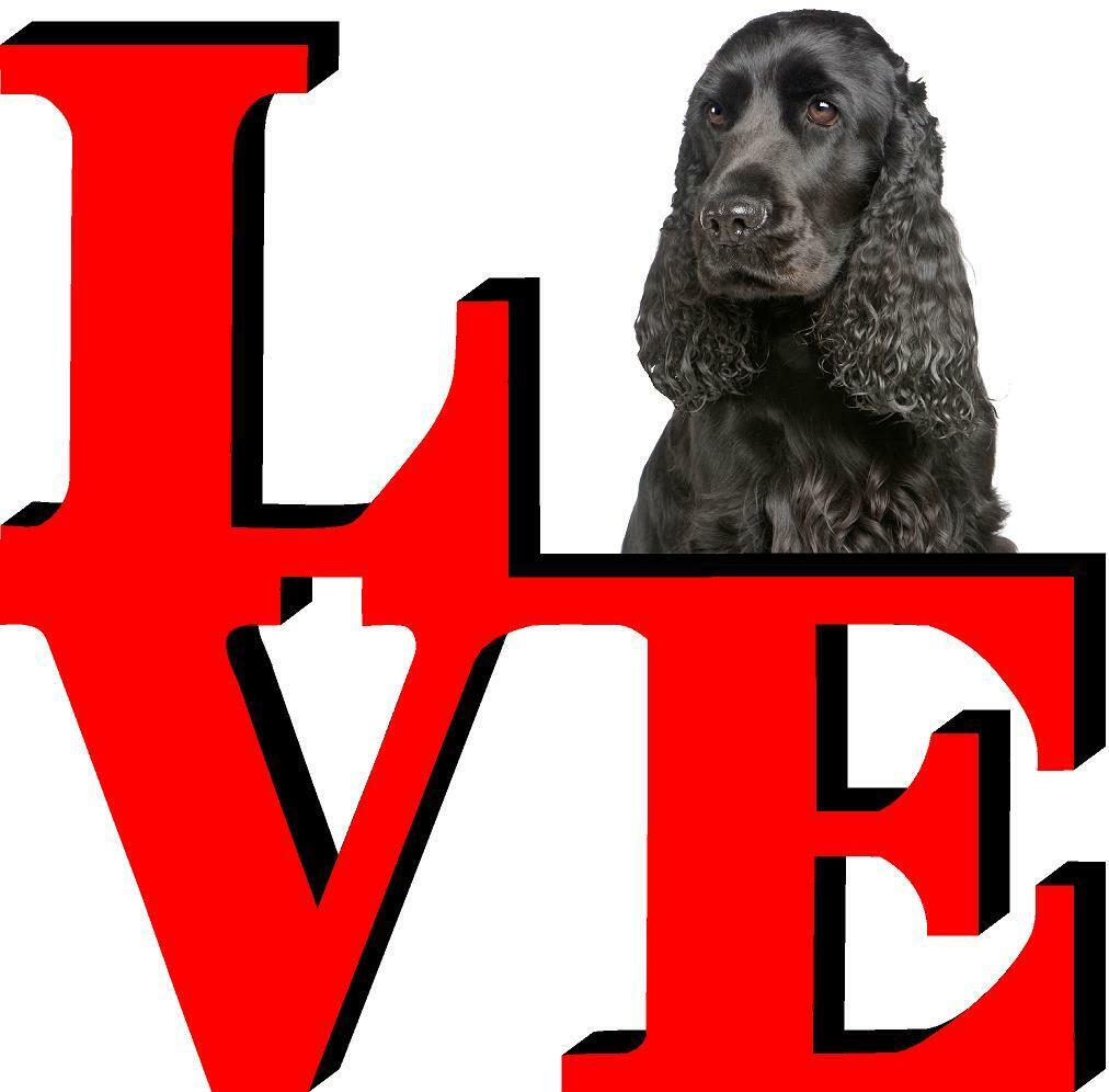 English Cocker Spaniel Dog Love Park Dog Fridge Refrigerator Car Magnet