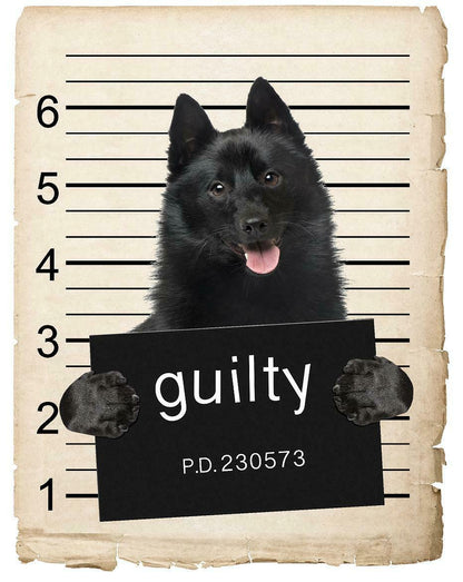 Schipperkes Mugshot Bad Dog Fridge refrigerator Car Magnet